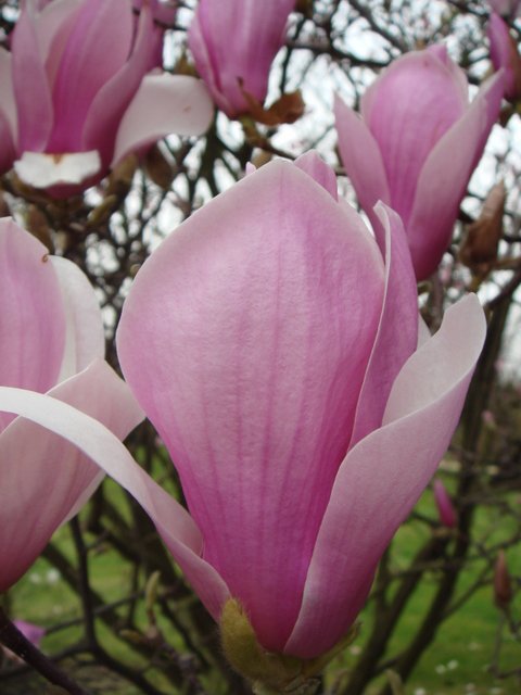 Magnolia x soulangeana 'Burgundy' fleur